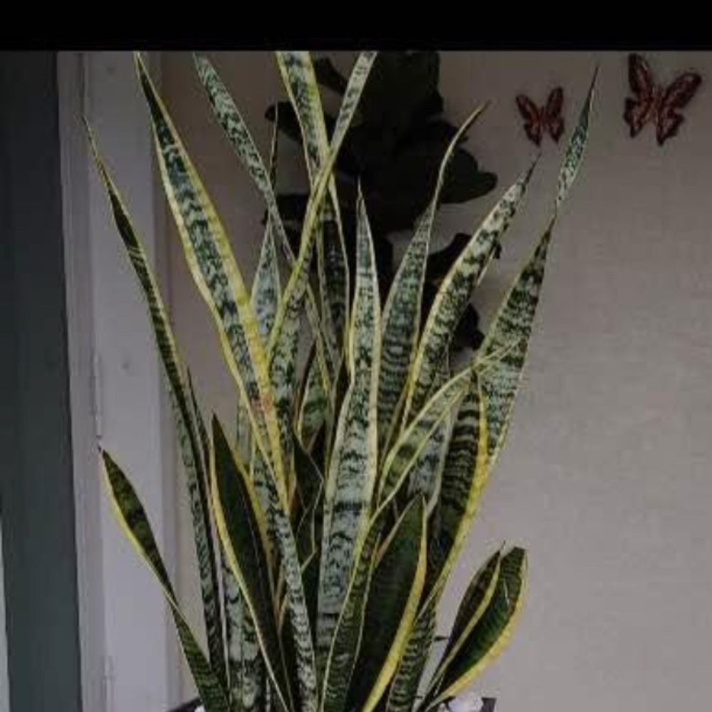 Meet your Posher, Moree